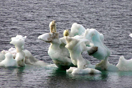 stranded_polar_bears